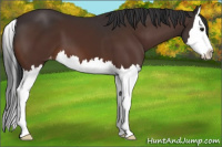 Horse Color:Brown Splash Appaloosa