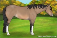 Horse Color:Bay Dun