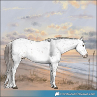 Horse Color:White Spotted Liver Chestnut Sabino Rabicano