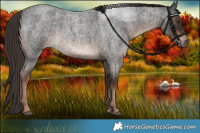 Horse Color:Liver Red Roan 