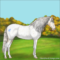 Horse Color:Gray Silver Amber Cream Champagne Roan Dun Splash Tobiano Frame Appaloosa Rabicano 