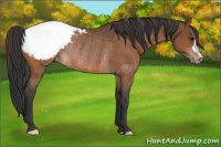 Horse Color:Bay Appaloosa Rabicano