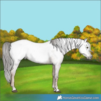 Horse Color:Gray Liver Red Dun Near Fewspot