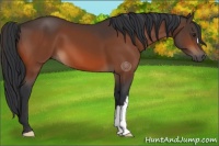 Horse Color:Brown 