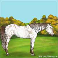 Horse Color:Gray Chocolate Palomino Dun Near Leopard 
