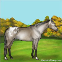 Horse Color:Gray Smoky Grullo Appaloosa Rabicano 