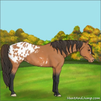 Horse Color:Bay Appaloosa