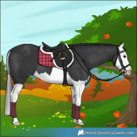 Horse Color:Black Splash 