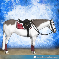 Horse Color:Silver Black Splash Frame 
