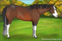 Horse Color:Bay Splash 