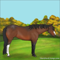 Horse Color:Brown 