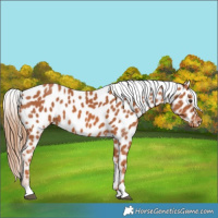 Horse Color:Chestnut Near Leopard 