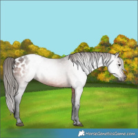 Horse Color:Gray Bay Appaloosa 