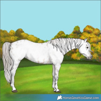 Horse Color:Gray Bay Dun Near Leopard 