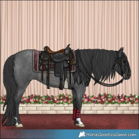 Horse Color:Blue Roan 