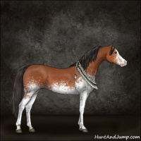 Horse Color:White Spotted Bay Sabino Rabicano 