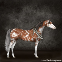 Horse Color:Bay Sabino Rabicano 