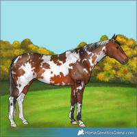 Horse Color:White Spotted Bay 