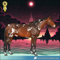 Horse Color:White Spotted Bay 