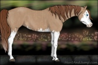 Horse Color:Red Dun Splash  and Red Dun Splash 