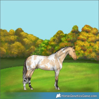 Horse Color:White Spotted Buckskin Roan Dun 