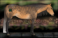 Horse Color:Buckskin Rabicano