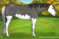 Horse Color:Grullo Splash 