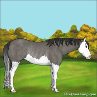 Horse Color:Grullo Splash Rabicano