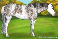 Horse Color:White Spotted Brown Dun Splash 