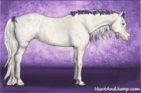 Horse Color:Cremello Appaloosa 