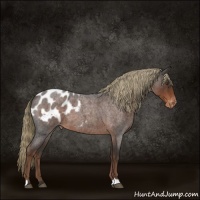 Horse Color:Liver Red Roan Appaloosa