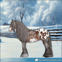 Horse Color:Liver Chestnut Frame Appaloosa