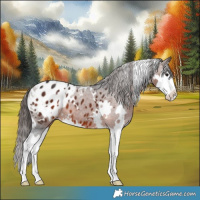 Horse Color:White Spotted Brown Splash Appaloosa 