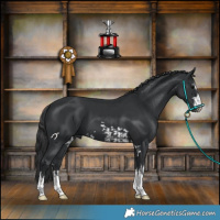 Horse Color:Black  and Black 