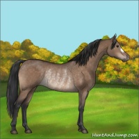 Horse Color:Brown Dun Rabicano 