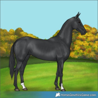 Horse Color:Black 