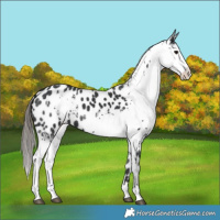 Horse Color:White Spotted Black Near Leopard 