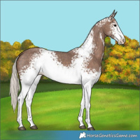 Horse Color:White Spotted Silver Black Sabino 