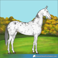 Horse Color:White Spotted Black Sabino 
