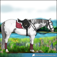 Horse Color:White Spotted Black Splash Frame Appaloosa 