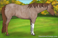 Horse Color:Red Roan 