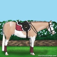 Horse Color:Silver Classic Champagne Splash Appaloosa 
