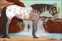 Horse Color:Bay Ice Appaloosa 