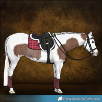 Horse Color:Silver Black Splash Tobiano Rabicano 