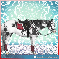 Horse Color:White Spotted Black Splash 
