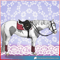 Horse Color:Black Splash Tobiano Appaloosa