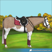 Horse Color:Classic Champagne Splash