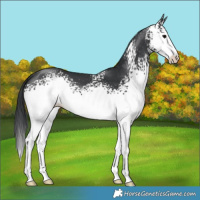Horse Color:White Spotted Black