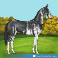 Horse Color:White Spotted Black