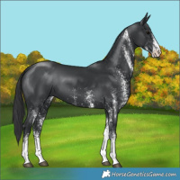 Horse Color:White Spotted Black